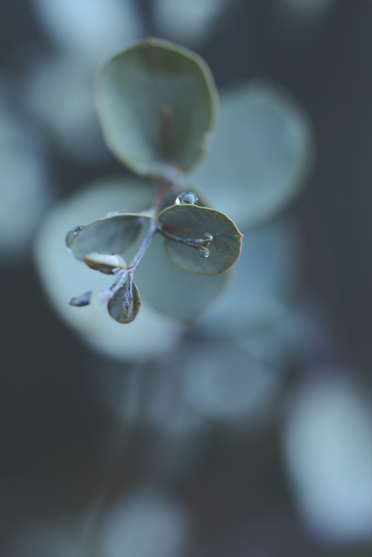 a close up of a eucalyptus leaf with water droplets on it